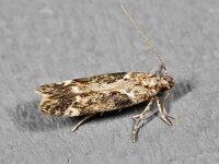 Caryocolum tricolorella