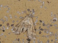 Cataclysta lemnata, Small China Mark