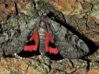 Catocala electa, Rosy Underwing