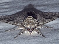 Catocala fraxini 3, Blauw weeskind, Saxifraga-Foto Fitis-Adriaan Dijksen