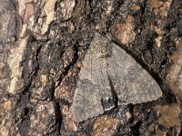 Catocala nupta, Red Underwing