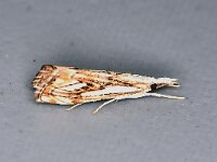Catoptria falsella