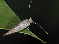 Cedestis subfasciella 2, Donkere nassaubandmot, Saxifraga-Ab H Baas