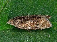 Micro D4412  Micro  Diffelen op 13 juli 2013 : Naar Naturalis in 2013