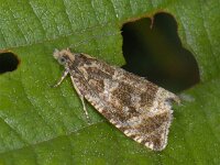 Celypha lacunana #12295 : Celypha lacunana