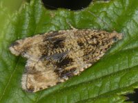 Celypha lacunana 6, Brandnetelbladroller, Saxifraga, Ab H Baas