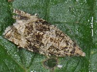 Celypha lacunana 8, Brandnetelbladroller, Saxifraga, Ab H Baas