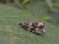 Celypha lacunana 9, Brandnetelbladroller, Saxifraga, Ab H Baas