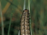 Cerapteryx graminis 2, Bonte grasuil, Saxifraga-Frits Bink