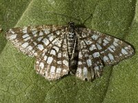 Chiasmia clathrata, Latticed Heath
