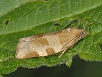 Choristoneura hebenstreitella