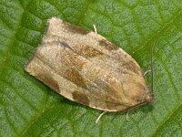 Choristoneura hebenstreitella 01 #07617 : Choristoneura hebenstreitella