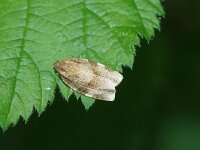 Choristoneura hebenstreitella 9, Reuzenbladroller, Saxifraga-Joep Steur