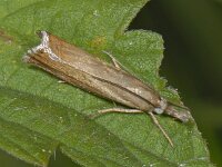 Chrysoteuchia culmella