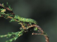 Cleora cinctaria, Ringed Carpet