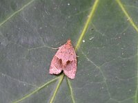 Clepsis dumicolana