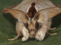 Clostera curtula, Chocolate-tip