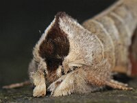 Clostera curtula 3, Bruine wapendrager, Saxifraga-Ab H Baas
