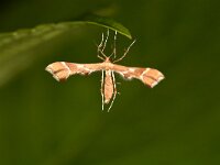 Cnaemidophorus rhododactyla