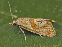 Cochylidia implicitana