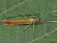 Coleophora alcyonipennella