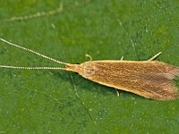 Coleophora chripennella