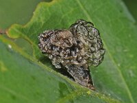 Coleophora kuehnella 2, Blaasjes-pistoolkokermot, larva, Saxifraga-Ab H Baas