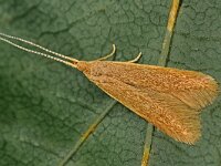 Coleophora lutipennella