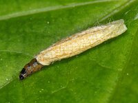 Coleophora psychidae