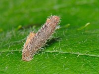 Coleophora spinella