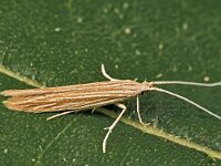 Coleophora therinella