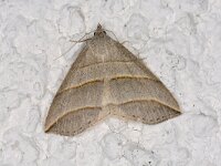 Colobochyla salicalis