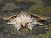 Colocasia coryli 01 #06380 : Colocasia coryli, Hazelaaruil