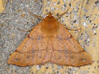 Colotois pennaria 12, Gepluimde spanner, Saxifraga-Ab H Baas