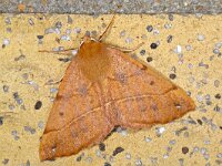 Colotois pennaria 03 #14852 : Colotois pennaria, Gepluimde spanner