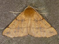 Colotois pennaria 9, Gepluimde spanner, Saxifraga-Ab H Baas