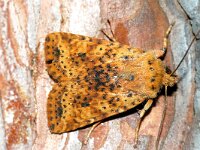 Conistra rubiginea