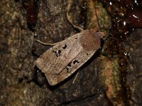 Conistra rubiginosa 3, Zwartvlekwinteruil, Saxifraga-Joep Steur