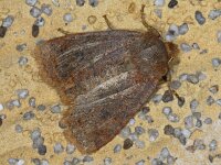 Conistra vaccinii, Chestnut