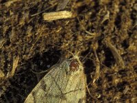 Cosmia trapezina 2, Hyena, Vlinderstichting-Nely Honig