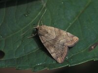 Cosmia trapezina 3, Hyena, Vlinderstichting-Nely Honig