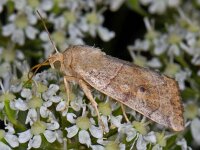 Cosmia trapezina #08462 : Cosmia trapezina, Hyena