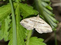 Costaconvexa polygrammata