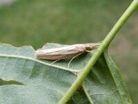 Crambus ericella 2, Heidegrasmot, Saxifraga-Rutger Barendse