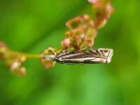 Crambus lathoniellus