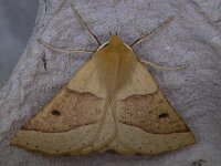 Crocallis elinguaria, Scalloped Oak