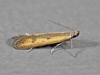 Crossobela trinotella