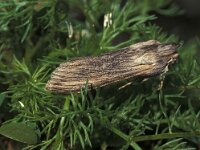 Cucullia chamomillae 3, Kamillevlinder, Vlinderstichting-Nely Honig