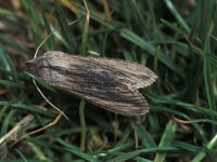 Cucullia chamomillae 4, Kamillevlinder, Vlinderstichting-Nely Honig