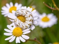 Cucullia chamomillae 5, Kamillevlinder, Saxifraga-Gerard de Jong : Cucullia chamomillae, Insect, Kamillevlinder, Macro, Overig, Rups, Saxifraga Beeldbank, b, moth, nachtvlinder